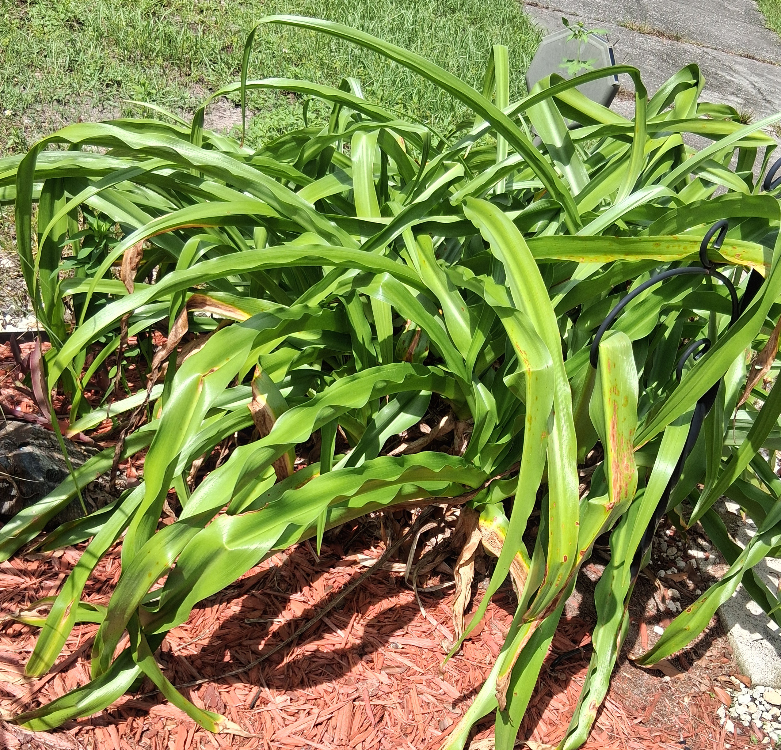 Florida Lily